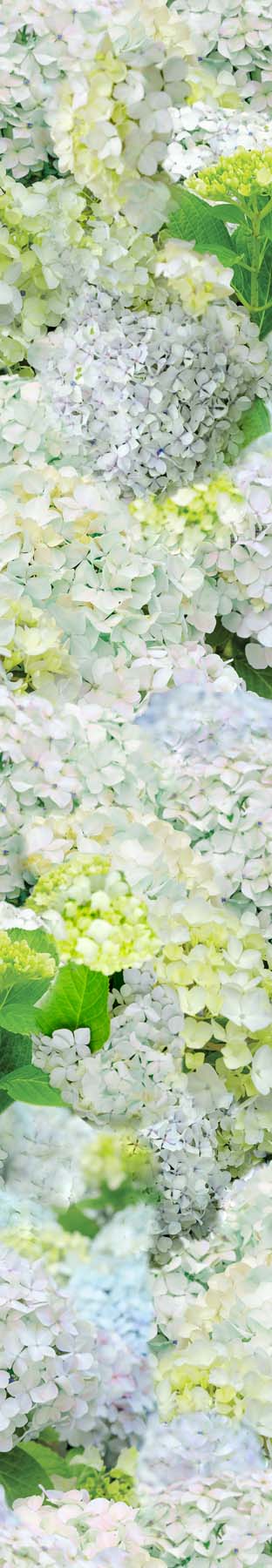 Happy Hydrangeas Wallpaper